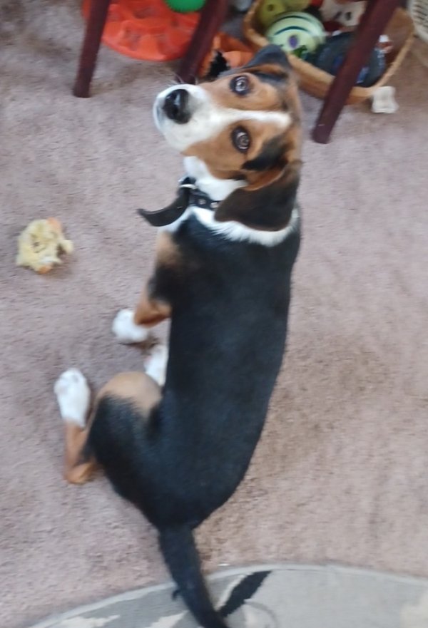 Lost Beagle in Kentucky