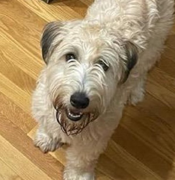 Lost Soft Coated Wheaten Terrier in Florida
