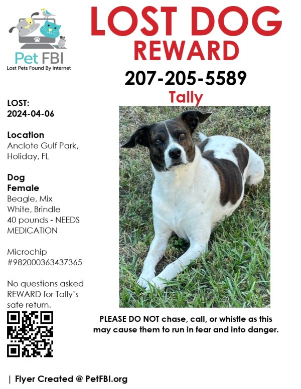 Lost Beagle in Holiday, Florida