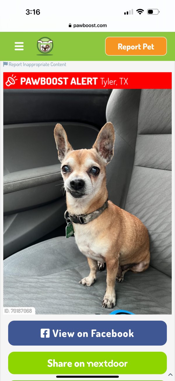 Lost Chihuahua in Tyler, Texas