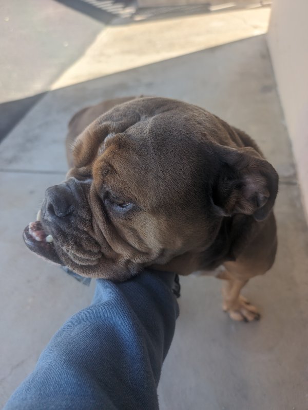 Found Boxer in Pismo Beach, California