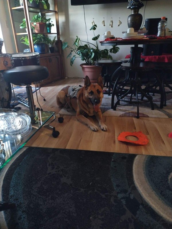 Lost German Shepherd Dog in Long Beach, California