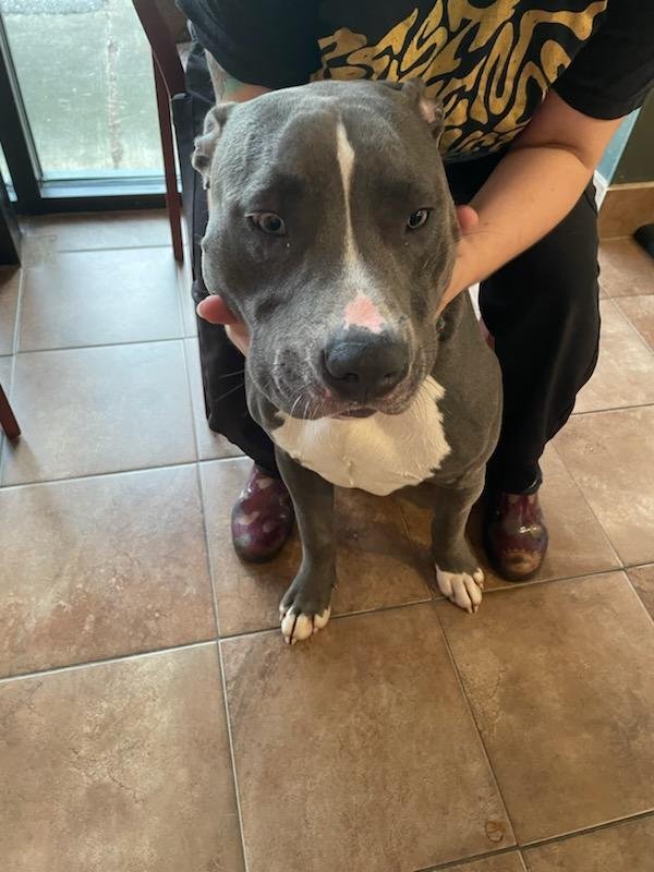 Found Pit Bull in Ooltewah, TN