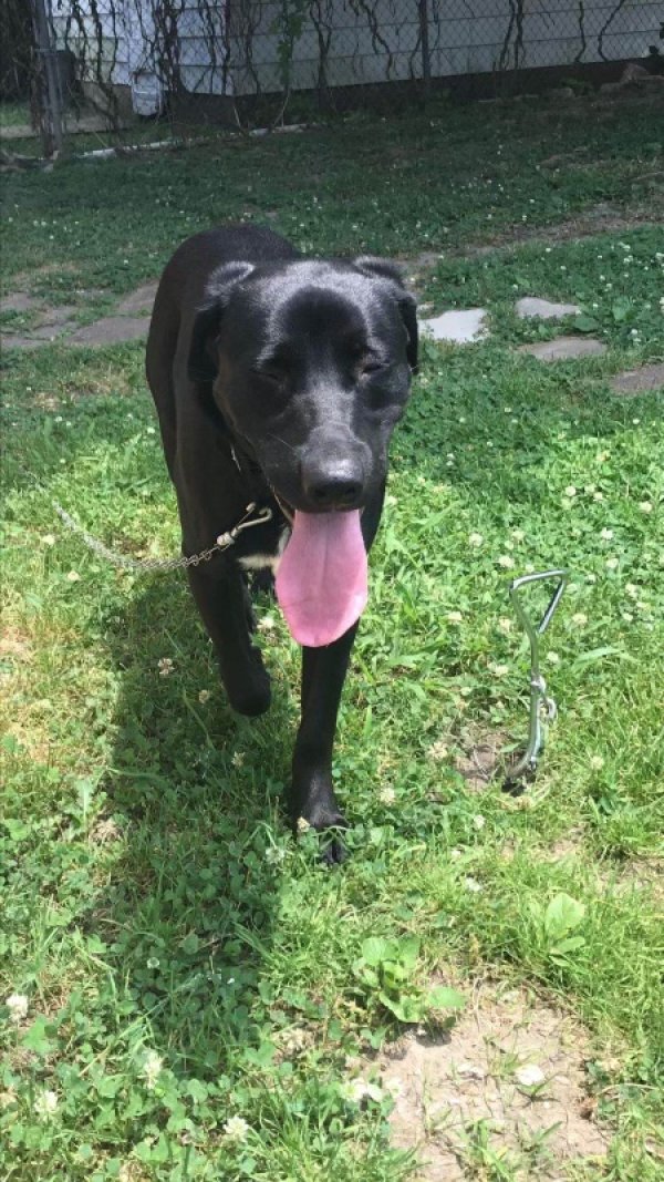 Lost Labrador Retriever in Ohio