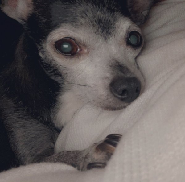 Lost Chihuahua in Massachusetts