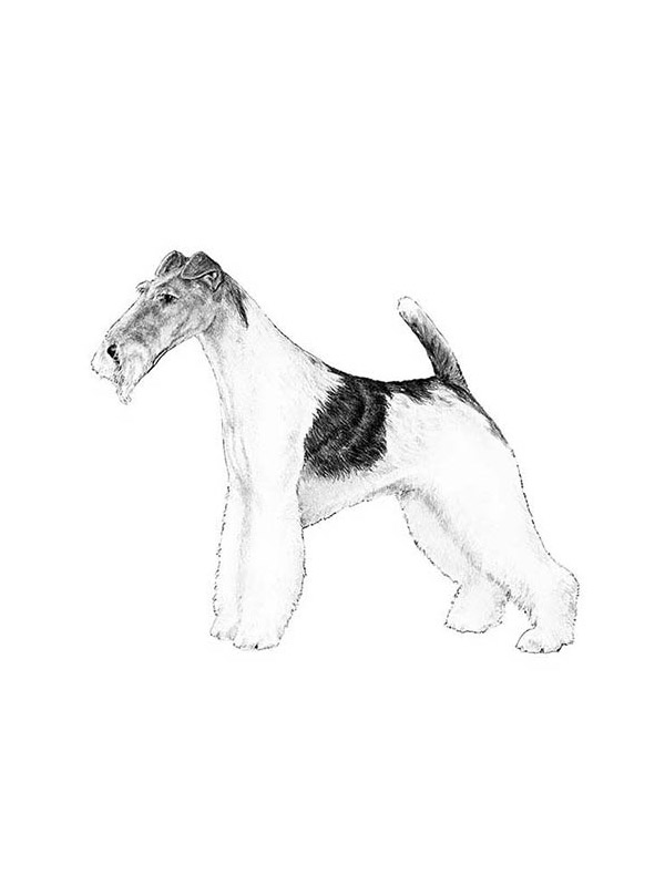 Safe Wire Fox Terrier in Manchester, CT US