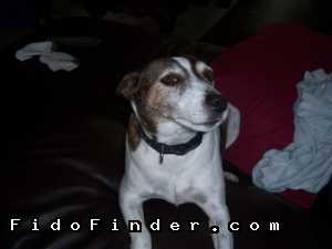 Safe Jack Russell Terrier in Rowlett, TX US